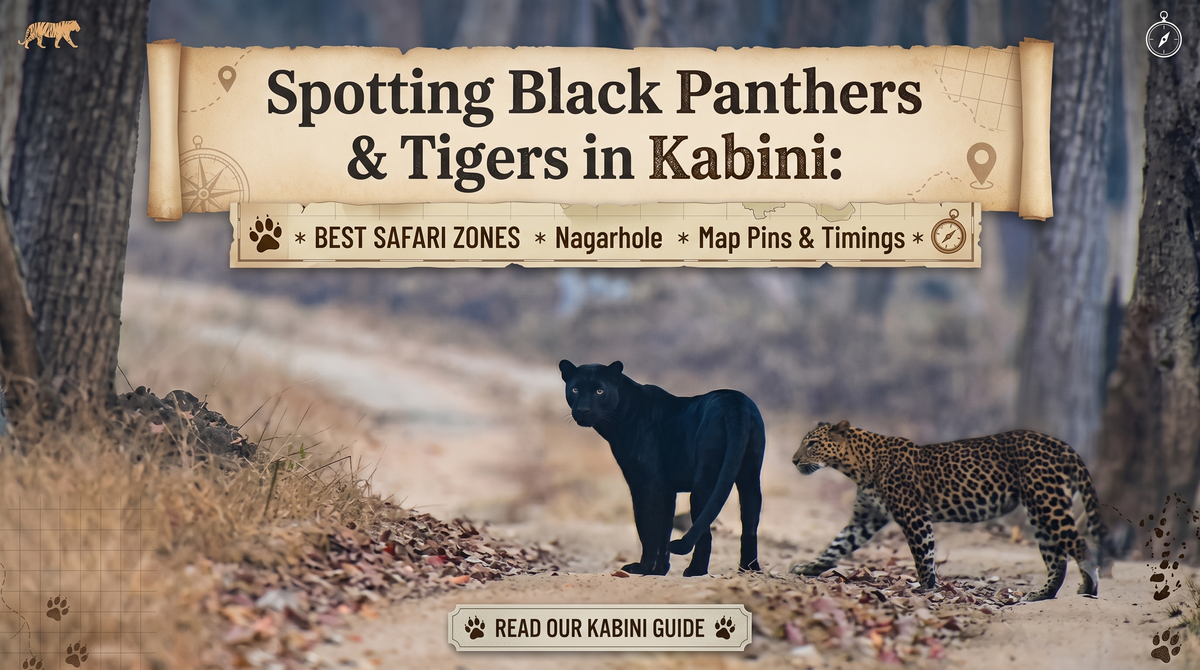 A black panther and a leopard walking on a dirt road in a forest. Text overlays provide a guide for spotting wildlife in Kabini.