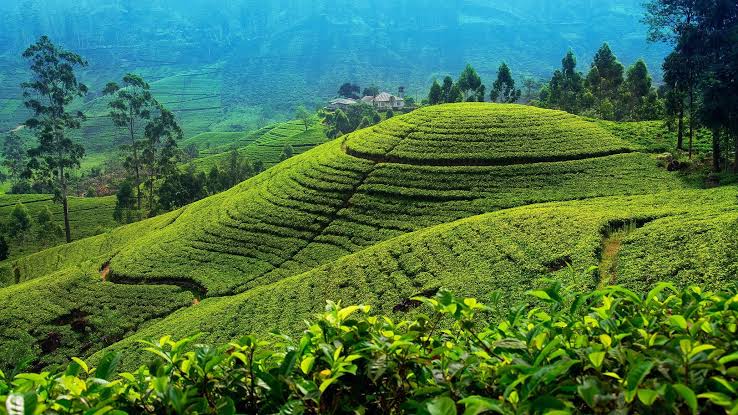 Diwali Festival Package –Srilanka