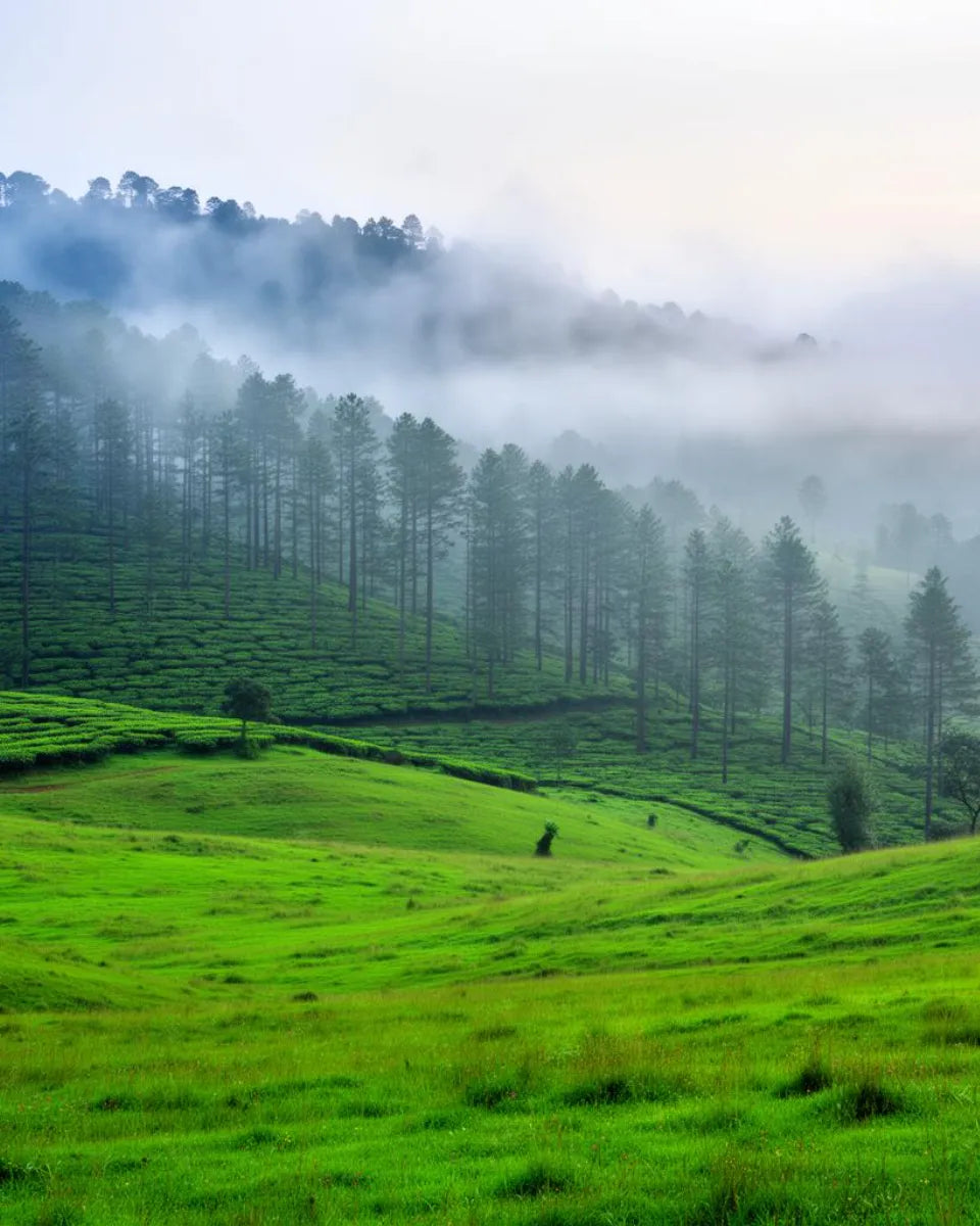 Escape Kerala – 4 Nights / 5 Days